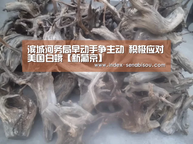 滨城河务局早动手争主动 积极应对美国白蛾【新葡京】(图3) 新葡京