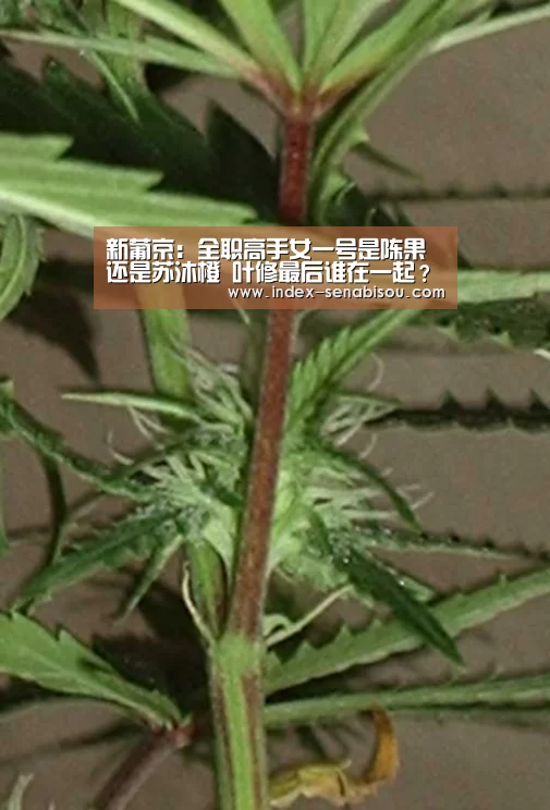 新葡京:全职高手女一号是陈果还是苏沐橙 叶修最后谁在一起?(图3) 新葡京